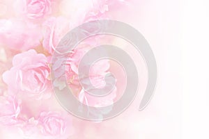 Soft pink roses flower frame vintage background