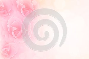 Soft pink roses flower vintage border valentine background photo