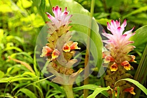 Soft pink Siam tulip flower Curcuma alismatifolia in the tropical forest. Curcuma alismatifolia is also known as Siam tulip or s