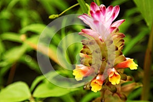 Soft pink Siam tulip flower Curcuma alismatifolia in the tropical forest. Curcuma alismatifolia is also known as Siam tulip or s