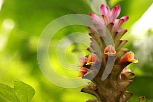 Soft pink Siam tulip flower Curcuma alismatifolia in the tropical forest. Curcuma alismatifolia is also known as Siam tulip or s