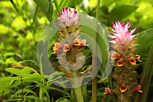 Soft pink Siam tulip flower Curcuma alismatifolia in the tropical forest. Curcuma alismatifolia is also known as Siam tulip or s