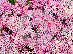 Soft pink spike flower in nature for background