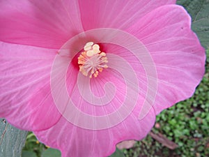 Soft Pink tender Hibiscus wildflower