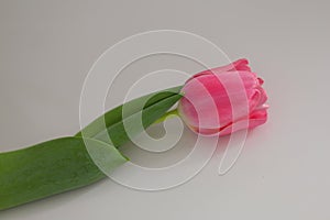 A soft pink tulip bud lies diagonally