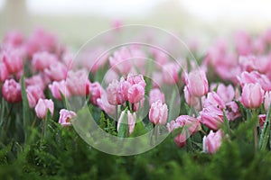 soft pink tulips in the garden on blur background