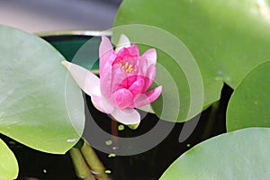 Soft pink water lily bloom