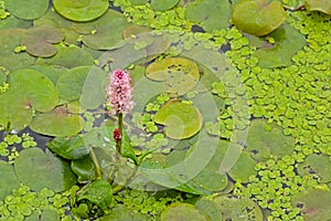 Soft pink water smartweed flowers in a dark pool