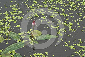 Soft pink water smartweed flowers in a dark pool