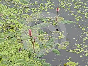 Soft pink water smartweed flowers in a dark pool