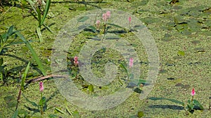 Soft pink water smartweed flowers and green duckweed in a pool