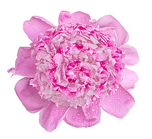 Soft pink wet peony flower macro isolated