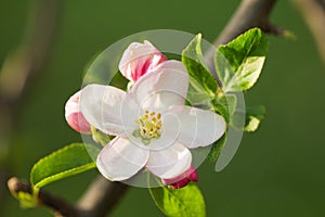 Soft Pink White Apple Blossom Flower in Spring in the Month of April