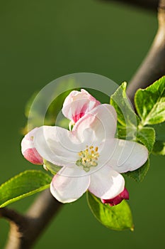 Soft Pink White Apple Blossom Flowers in Spring in the Month of April