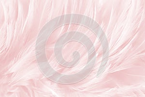 Soft pink, white feathers texture background