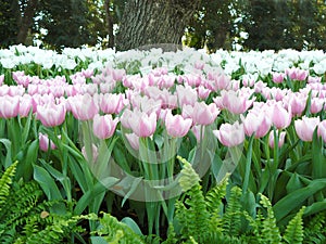 soft pink and white tulips flowers