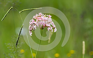 Soft pink wild flower and grasses