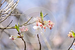 soft pink and wilted Japanese cherry blossoms flower or sakura bloomimg on the tree branch. Small fresh buds and many petals