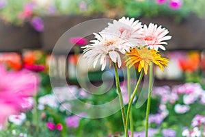 Soft pink and yellow hybrid Gerbera or Barberton daisy flowers (Gerbera jamesonii hybrida) on the flowerbed. Gerbera jamesonii, al