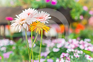 Soft pink and yellow hybrid Gerbera or Barberton daisy flowers (Gerbera jamesonii hybrida) on the flowerbed. Gerbera jamesonii, al