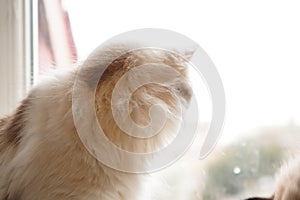 The soft plush fur of the Neva Masquerade cat attracts attention. Its characteristic facial features emphasize its photo