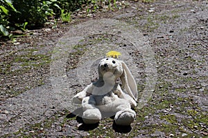 Soft plush toy Hare sitting on the road with a yellow flower on his head. Forgotten  toy.