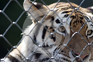Soft poignant image of a caged tiger. Animal in captivity. photo