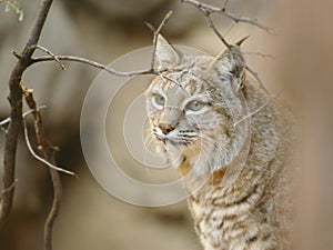 Soft Portrait of Bobcat Close Up