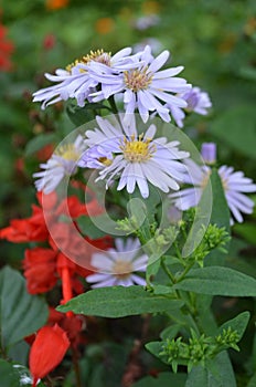 Soft purple aster flower in the garden photo