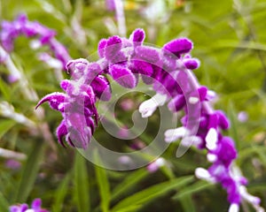 Soft purple flower seen up close