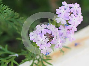 Soft purple flowers and excellent heat tolerance genus in the family Verbenaceae semi-woody flowering plants, The flowers are
