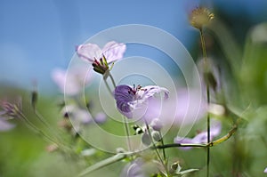 Soft Purple Flowers