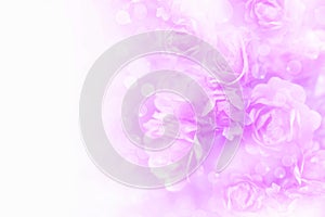 Soft purple roses flower frame vintage background