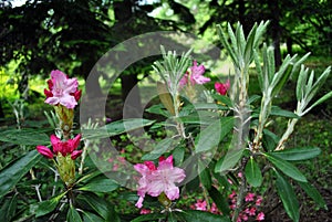 Soft purple and white rhododendron flowers and buds, soft dark green park background