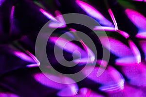 Soft rainbow light flares background or overlay