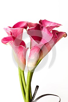 Soft red calla flowers isolated on white background. photo