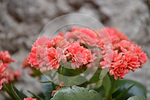 Soft red kalanchoe blossfeldiana, flaming Katy, Christmas kalanchoe plant