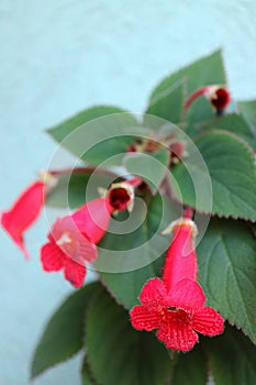 Soft Red Kohleria  Rongo With Buds photo