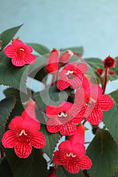 Soft Red Kohleria  Rongo With Buds photo