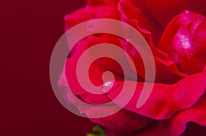 Soft red rose with waterdrop II