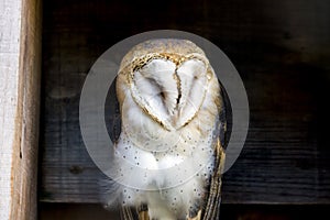 Soft and regal barn owl perched between wooden planks in a count
