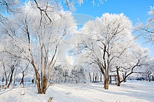 The soft rime and snow and blue sky scenic