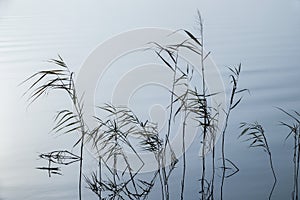 Soft ripples in misty landscape. Reed in peaceful thick fog