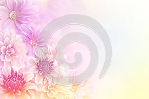 Soft romance dahlia flower in sweet pastel tone background for valentine