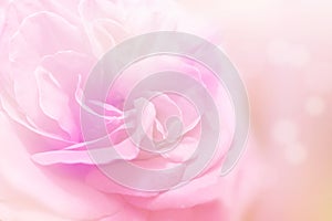 Soft rose background in pink and purple tone