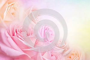 Soft roses flower background with copy space for text idea for valentine