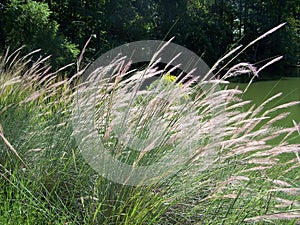 Soft Saw Grass photo