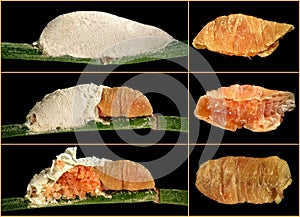 Soft Scale Insect