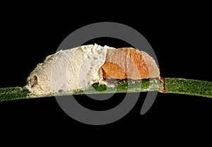 Soft Scale Insect