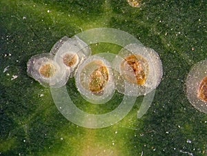 Soft scale insects on a green leaf